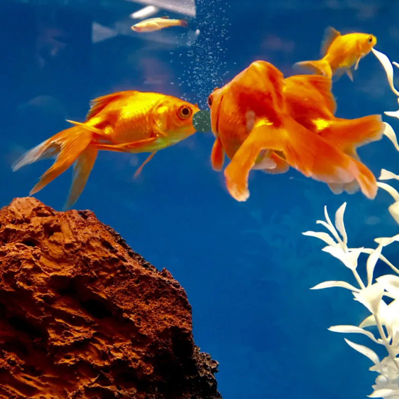 100 pièces comprimés de spirul - Aquarium Fish Vitamin avis et prix