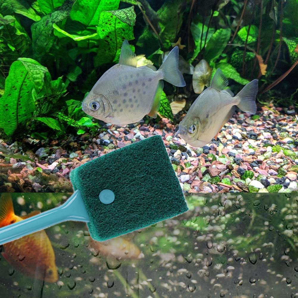 Éponge de nettoyage double fac - Aquarium Fish Accessories avis et prix